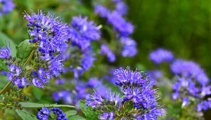 Barbula klandońska to atrakcyjny krzew o pachnących liściach, który kwitnie od sierpnia do października.