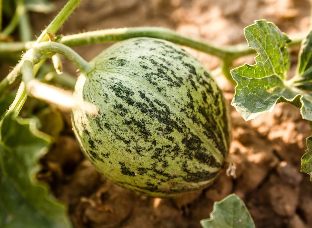 Arbuzy mają duże zapotrzebowanie na wodę, dlatego trzeba je regularnie podlewać.