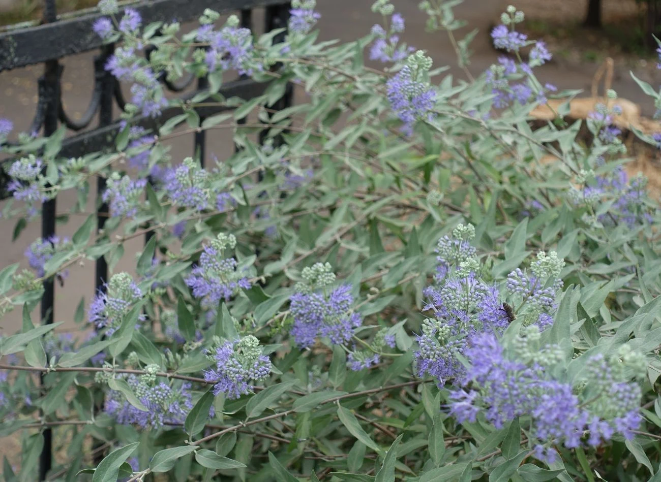 Barbula klandońska najlepiej rośnie w słońcu i dobrze przepuszczalnej glebie.