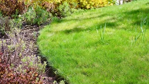 Popiół drzewny na trawnik i szkodniki