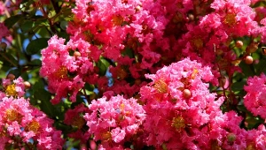 Lagerstroemia indyjska uznawana jest za najdłużej kwitnący krzew na świecie.