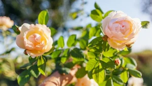 Jak prowadzić róże pnące, by długo i obficie kwitły?