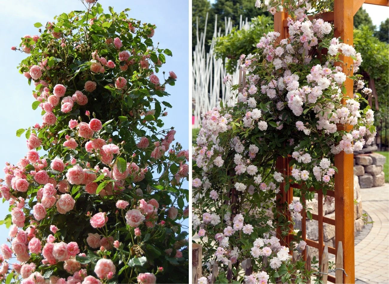 Róże pnące mają mnóstwo odmian, które różnią się nie tylko kolorem kwiatów. Fot. hsvrs/emer1940