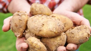 Uprawa ziemniaków na balkonie nie jest trudna. Można to robić w donicach i workach.