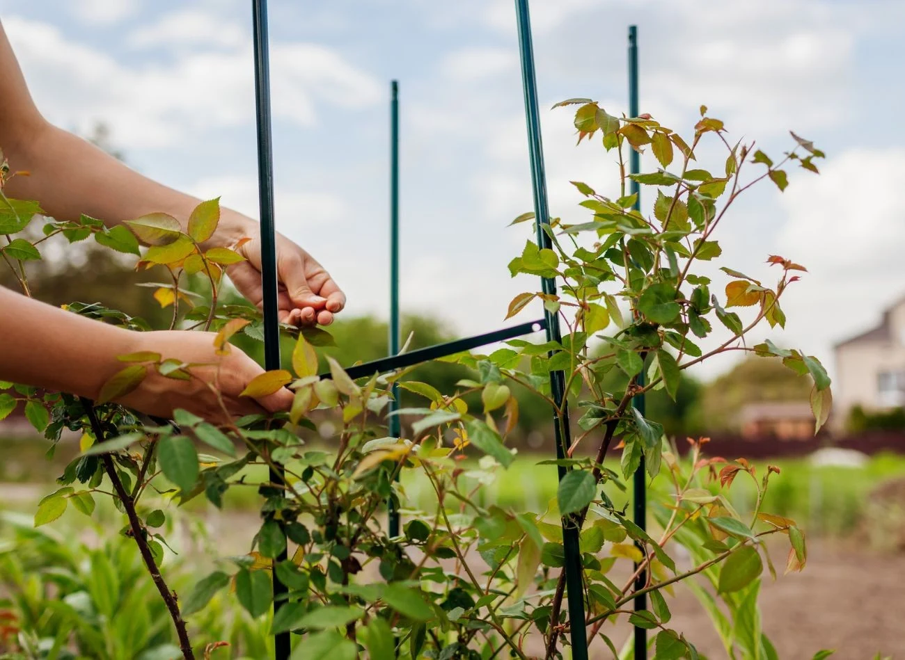 Prowadzenie róż pnących zaczyna się już w momencie sadzenia. Ważny jest dobór podpór i sposób kierowania pędów.