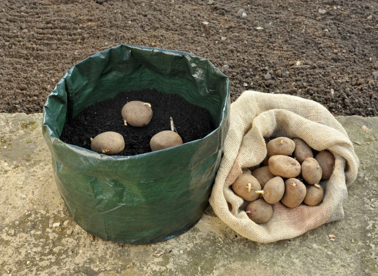 Na balkonie ziemniaki można uprawiać w workach.