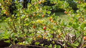 Wyjaśniamy, jak rozmnożyć agrest krok po kroku.