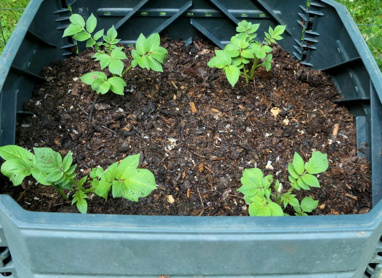 Do uprawy ziemniaków w donicach czy też pojemnikach, warto wybrać przynajmniej 20-litrowe.