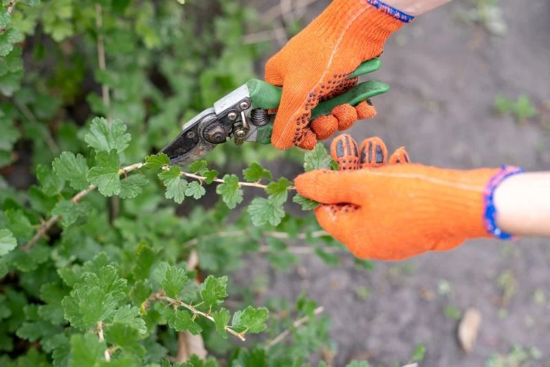 Rozmnażanie agrestu przez sadzonki zielne jest najłatwiejszą z dostępnych metod