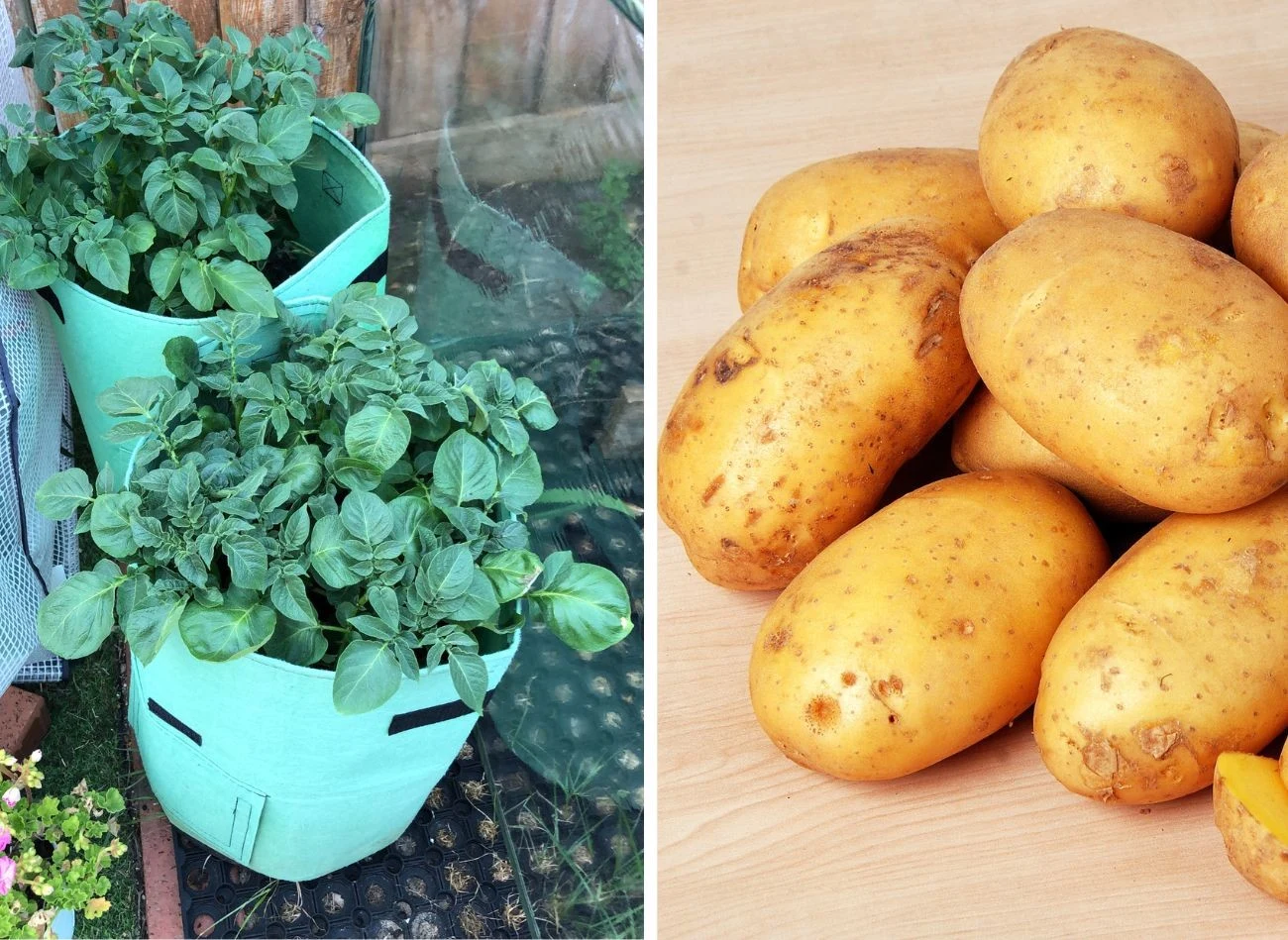 Do uprawy ziemniaków na balkonie wybierz zakątek, który jest oświetlony przez słońce przez co najmniej 6 godzin dziennie Fot. Genna Goulty/polatdover