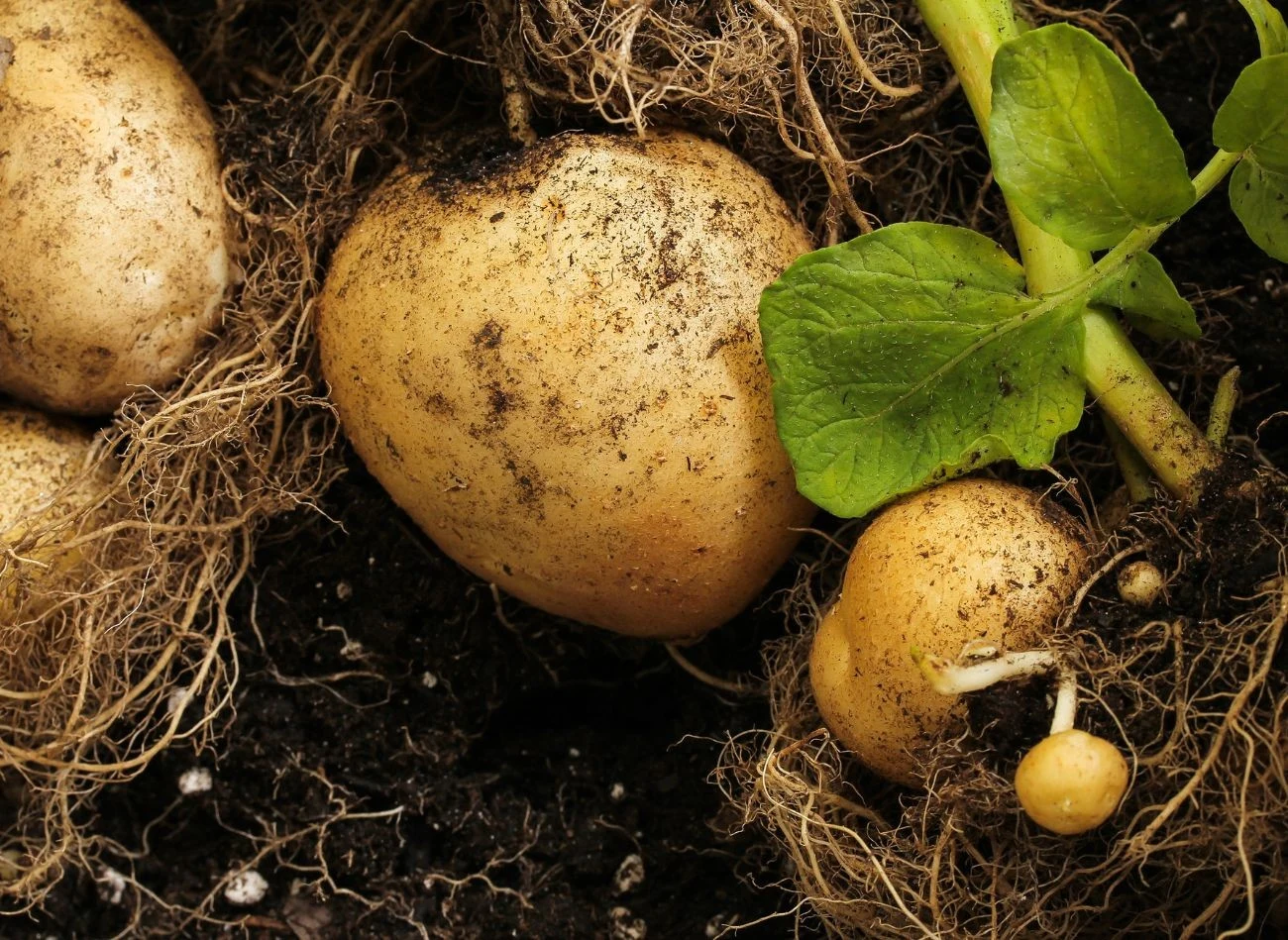 Balkonowa uprawa ziemniaków to ukłon w stronę natury i własnego zdrowia.