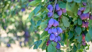 Mrówki i mszyce mogą się pojawić na różnych drzewach owocowych, m.in. śliwach.