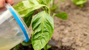 Płynny nawóz z obornika, często nazywany gnojówką, jest szybko działającą formą nawozu organicznego.