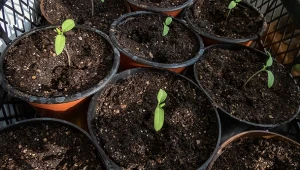 Pikowanie pomidorów w kwietniu. Najlepsze podłoże do pikowania, obornik nie będzie potrzebny