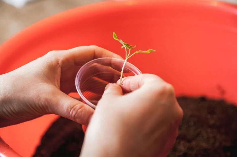 Podczas pikowania pomidorów uważajmy, aby nie uszkodzić delikatnych sadzonek