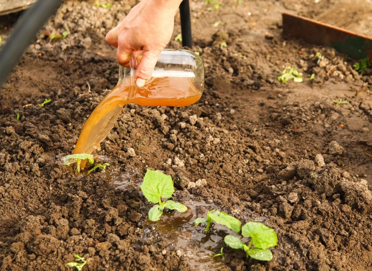 Płynny nawóz z obornika trzeba rozcieńczyć z wodą w proporcji 1:10 dla roślin dorosłych i 1:20 dla młodych roślin lub siewek.