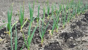 Napowietrzanie gleby to sposób na zdrowy i duży czosnek.