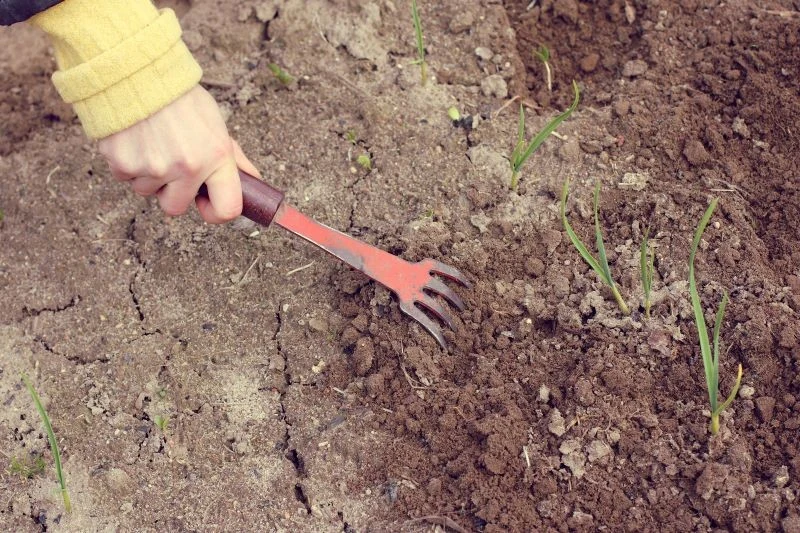 Pielęgnacja czosnku wiosną powinna obejmować spulchnienie gleby wokół roślin