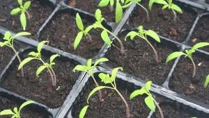 Zanim przesadzimy pomidory i paprykę do gruntu, sadzonki potrzebują wzmocnienia i odżywienia.