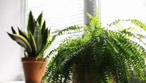 Paprotka domowa nie ma dużych wymagań uprawowych. Lubi lekko kwaśną ziemię.