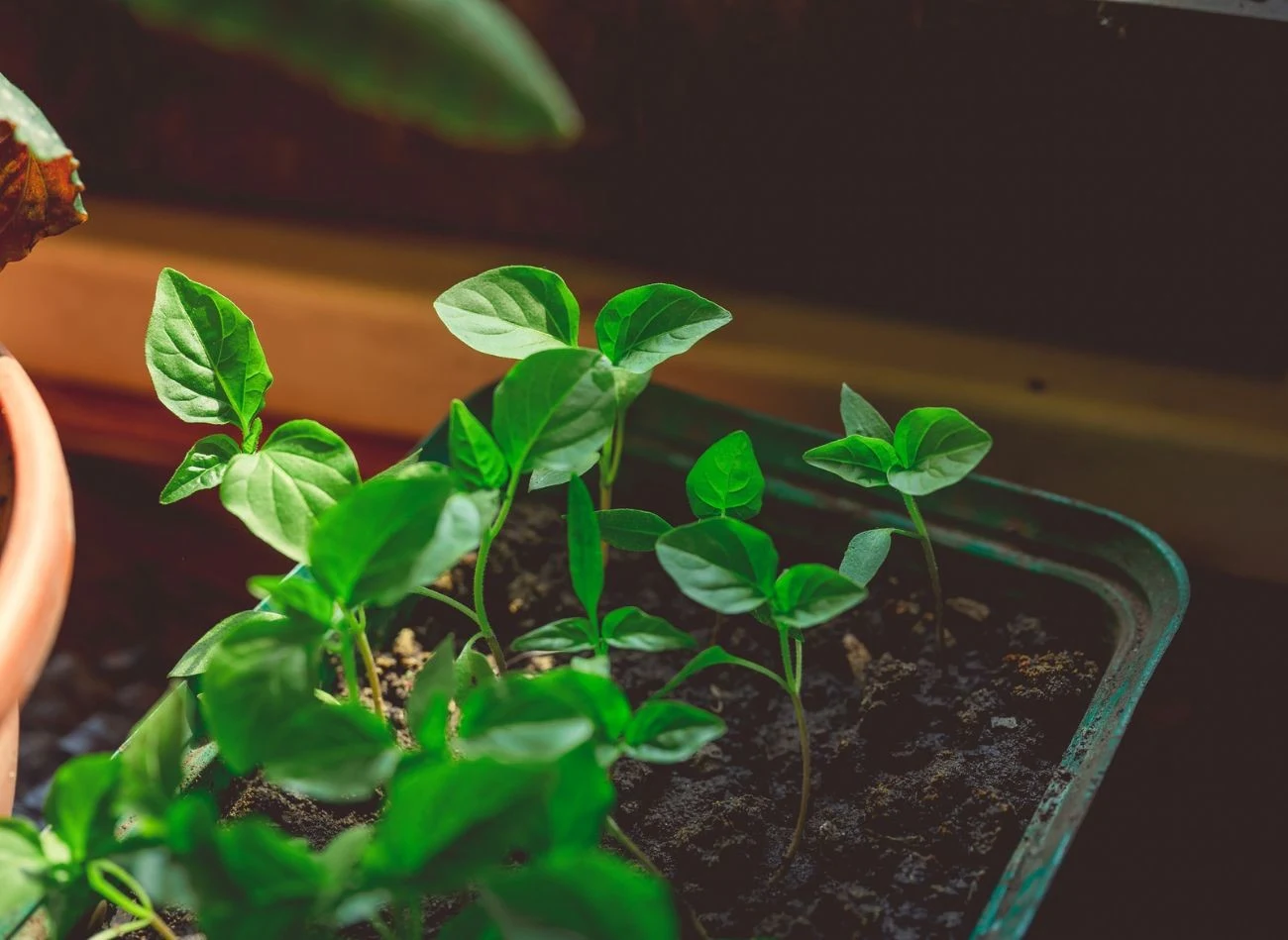 Paprykę i pomidory przesadzamy do gruntu po 15 maja, gdy znika ryzyko przymrozków. Do tego czasu trzeba zadbać o ich [prawidłowy rozwój.