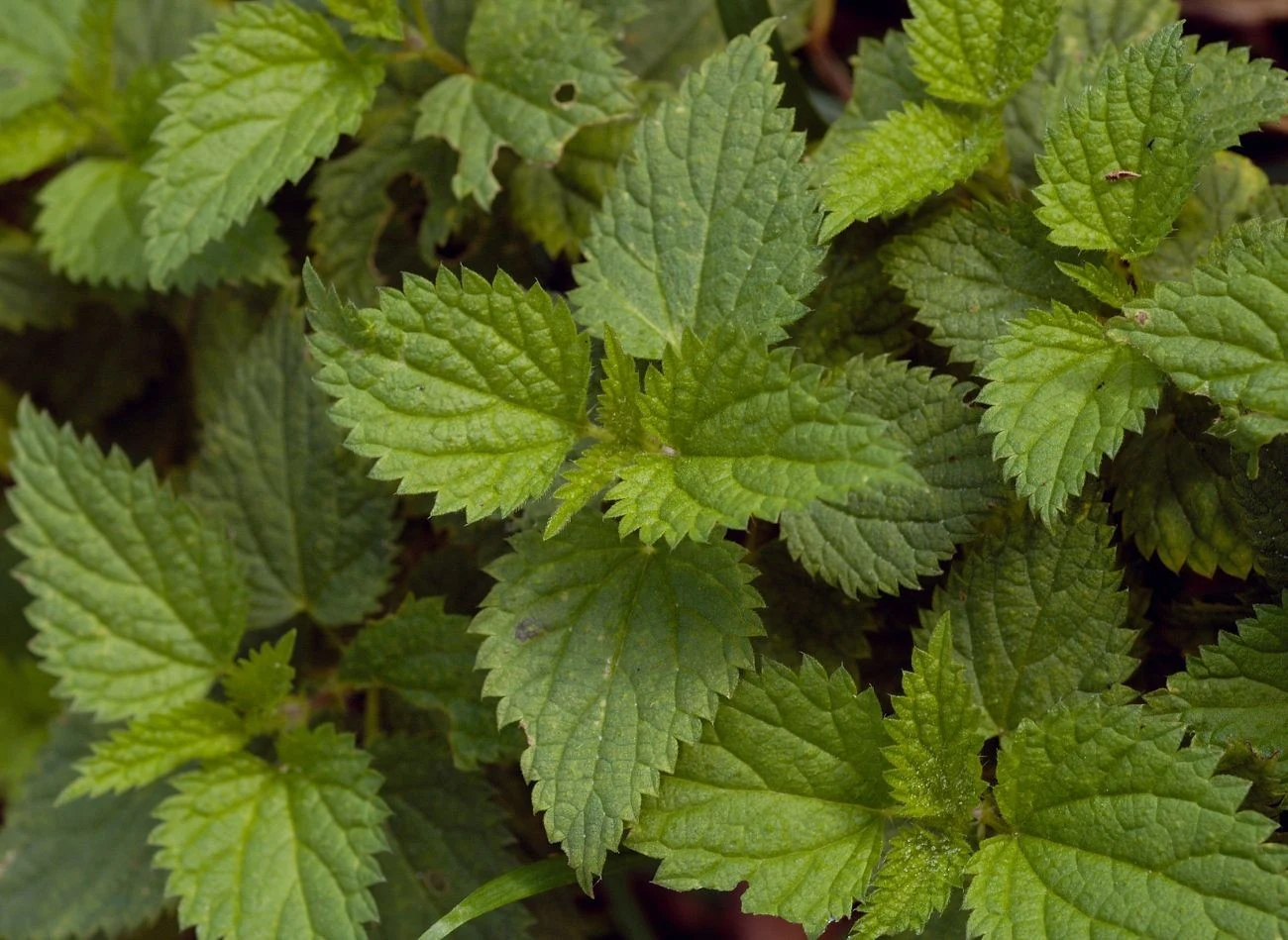 Nawóz z pokrzywy działa stymulująco na wzrost, wspomaga budowę masy zielonej nawożonych roślin.