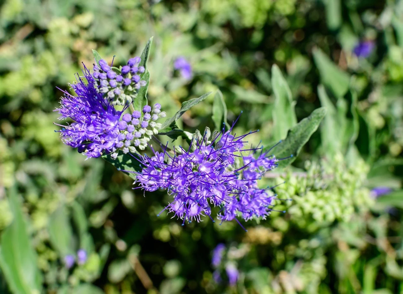 Barbula szara to miododajna roślina, chętnie odwiedzana przez motyle i pszczoły.