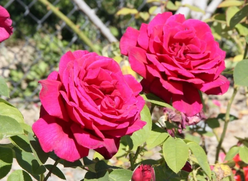 Prawidłowa technika cięcia róż wielkokwiatowych ma ogromny wpływ na ich kondycję