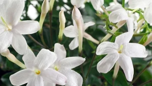 Jakie rośliny ułatwiają zasypianie? Poznaj najlepsze gatunki