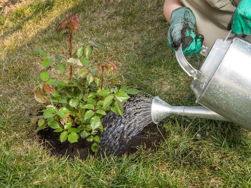 Po cięciu róże potrzebują wody, dlatego należy je podlać