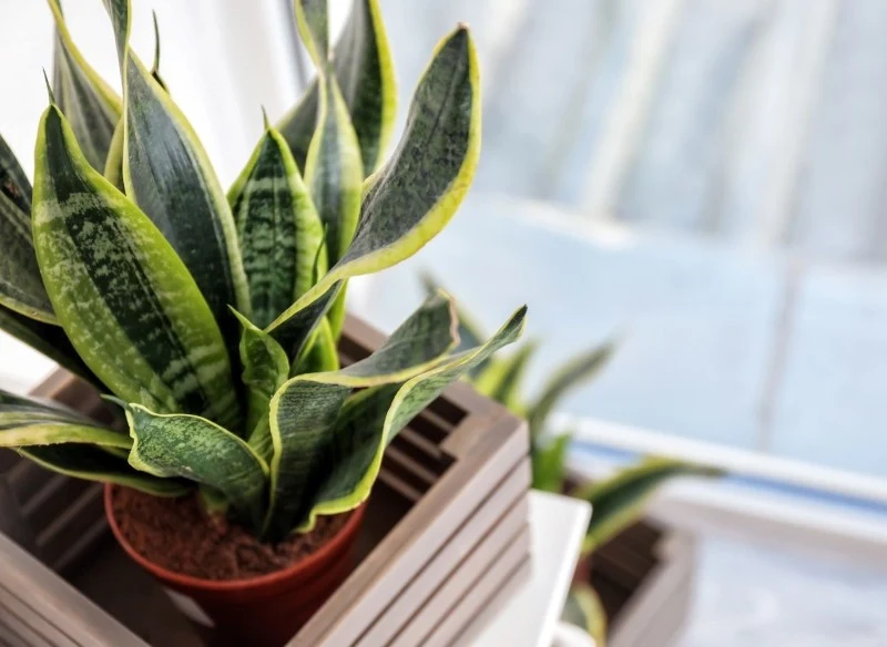 Wężownica na właściwości oczyszczające powietrze, dlatego doskonale sprawdzi się w sypialni