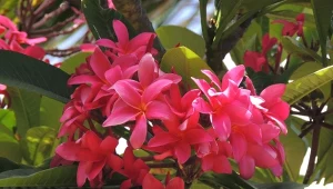 Plumeria została okrzyknięta kwiatem miłości. Zjawiskowo kwitnie i przepięknie pachnie.