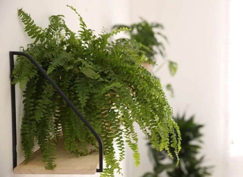 Paproć w sypialni zapewnia spokojny sen