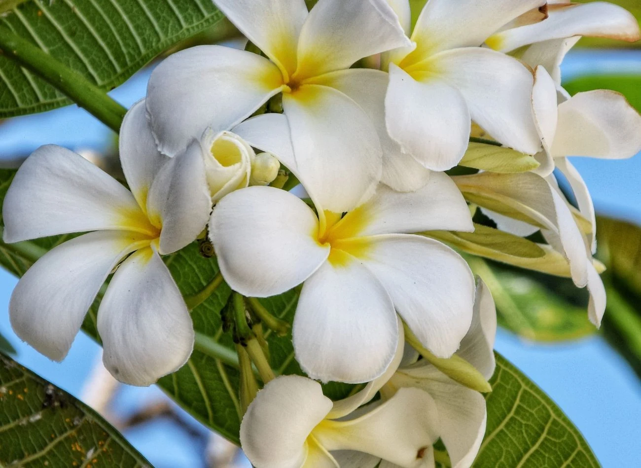 Plumeria obtusa ma białe kwiaty z żółtym środkiem. Jej zapach przypomina jaśmin.