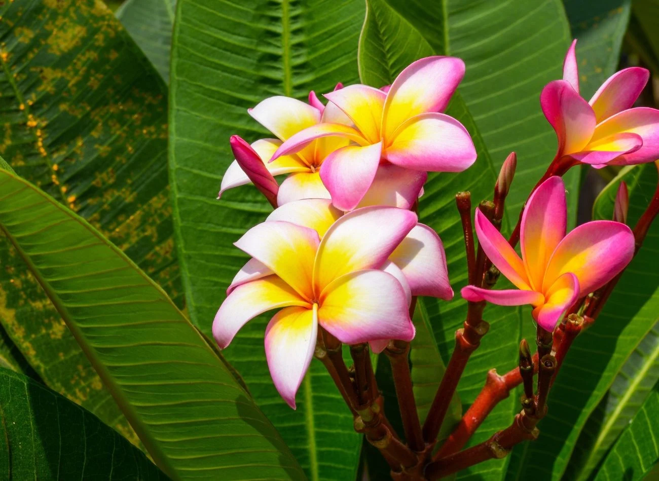 Plumeria, żeby kwitnąć, potrzebuje dozo światła.