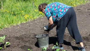 Czym nawozić warzywa wiosną? Najlepiej sprawdzą się nawozy organiczne.