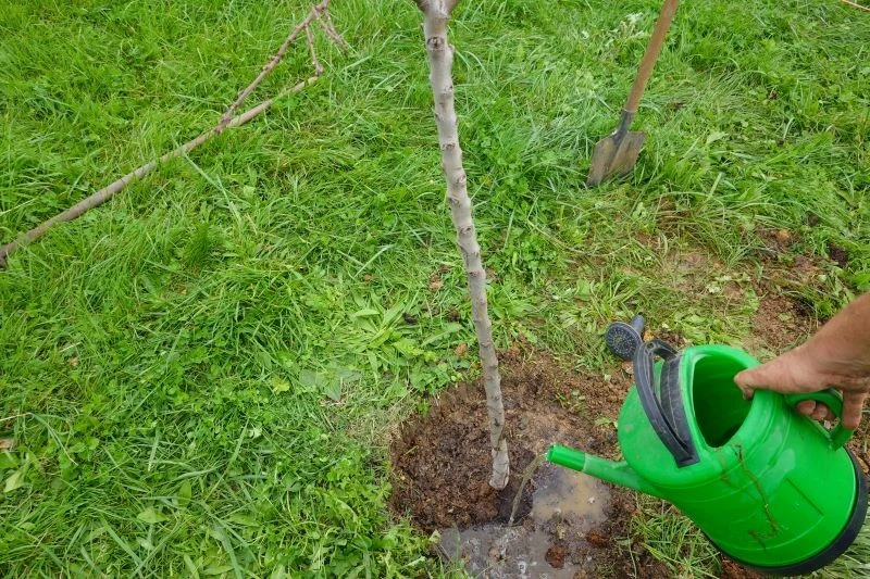 Wiosną nie zapomnijmy o nawożeniu krzewów i drzew owocowych