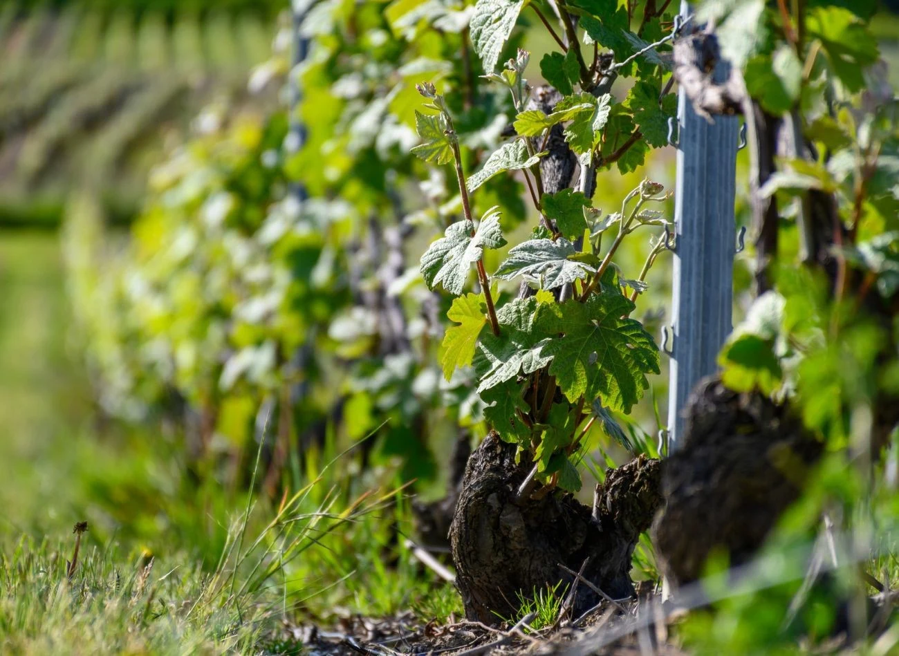 Pierwsze i bardzo ważne nawożenie winorośli powinno się odbyć wczesną wiosną, nim roślina zacznie kwitnąć.