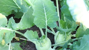 Sadzenie wczesnych odmian kalarepy - teremin i wymagania