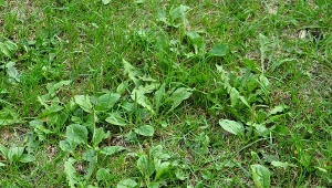 Chwasty na trawniku - jak skutecznie się ich pozbyć?