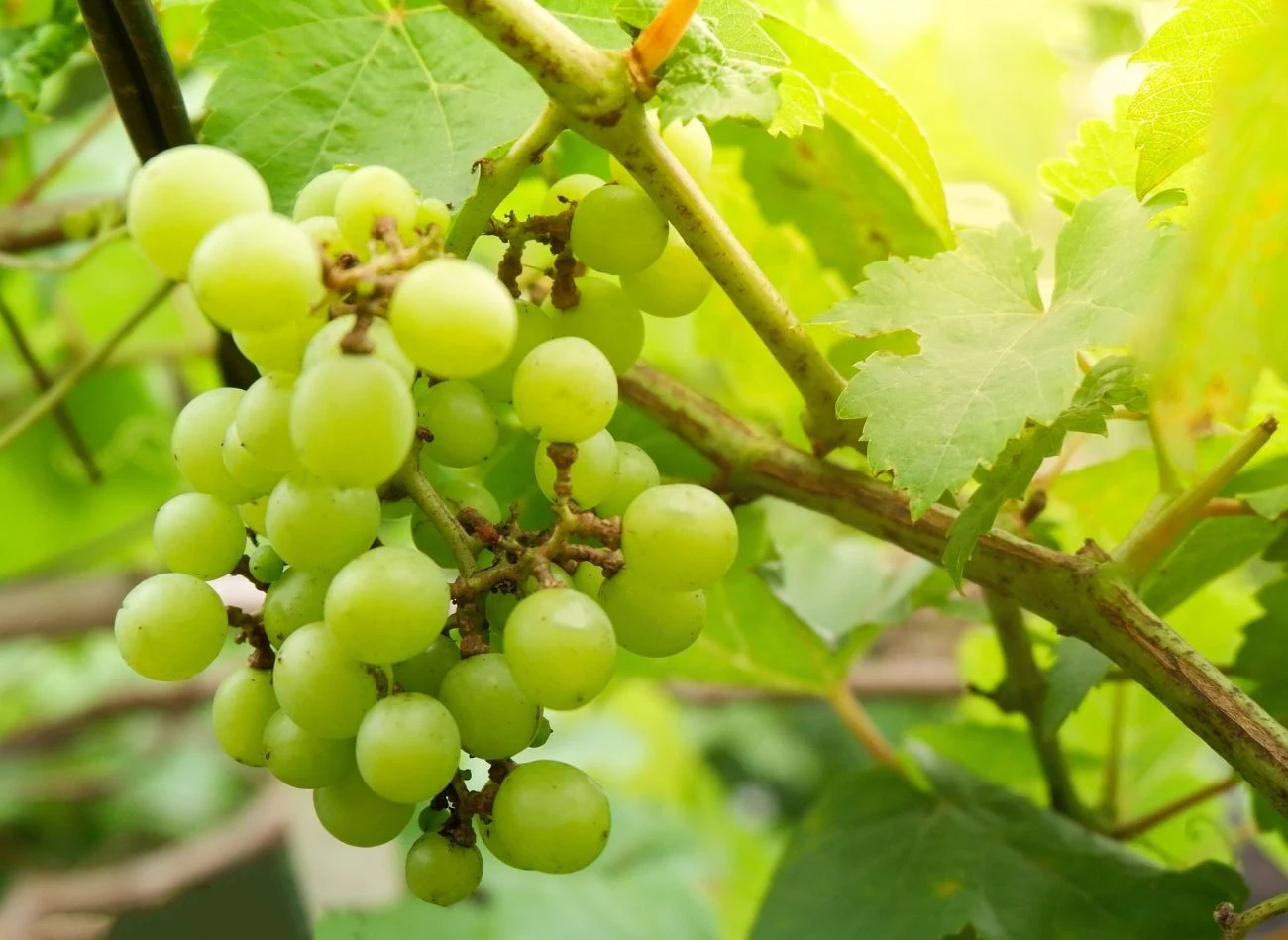 Młode i starsze krzewy winorośli potrzebują innego nawożenia i częstotliwości dokarmiania.