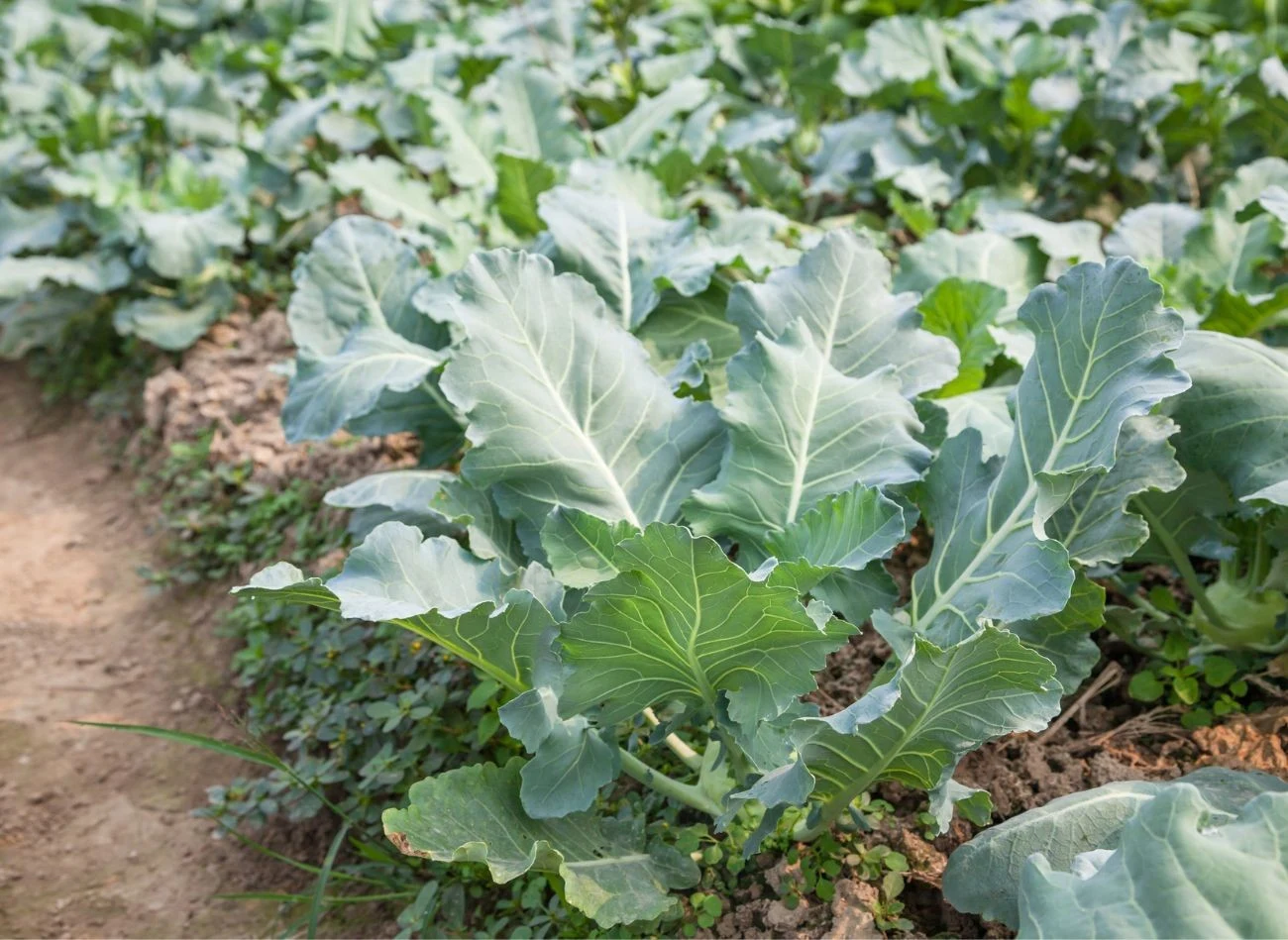 Najcenniejszą częścią kalarepy jest zgrubienie łodygowe, które tworzy się tuż nad powierzchnią ziemi.