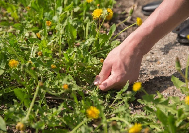 Regularna pielęgnacja trawnika pomaga zwalczać problem z chwastami.