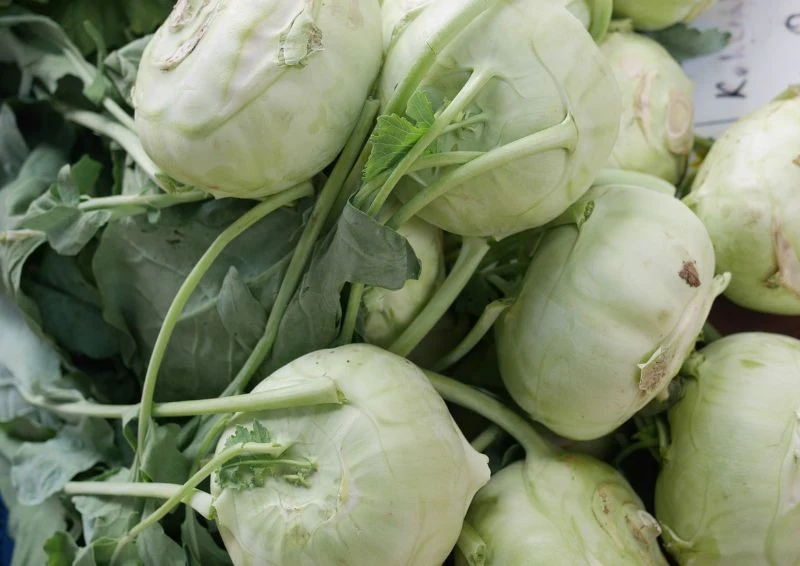 Wczesne odmiany kalarepy są gotowe do zbioru już około 40 dni po wysadzeniu roślin