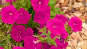 Kompost czy ściółka – co stosować na rabaty kwiatowe?