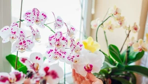 Co zrobić, gdy storczyk marnieje w oczach i nie chce kwitnąć? Naturalne wzmocnienie przywróci go do życia.