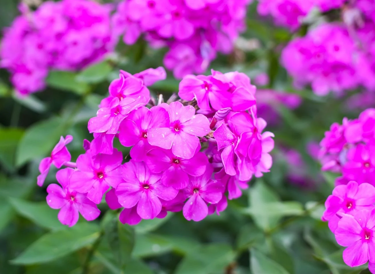 Poszczególne odmiany floksów różnią się od siebie kolorami i rozmiarem