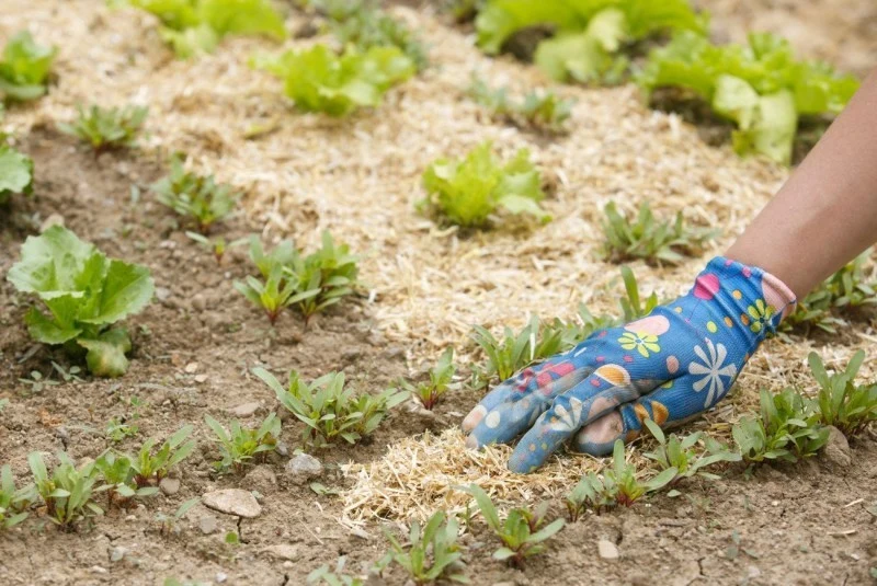 Kompost wzbogaca glebę w próchnicę, a także poprawia jej strukturę i przepuszczalność