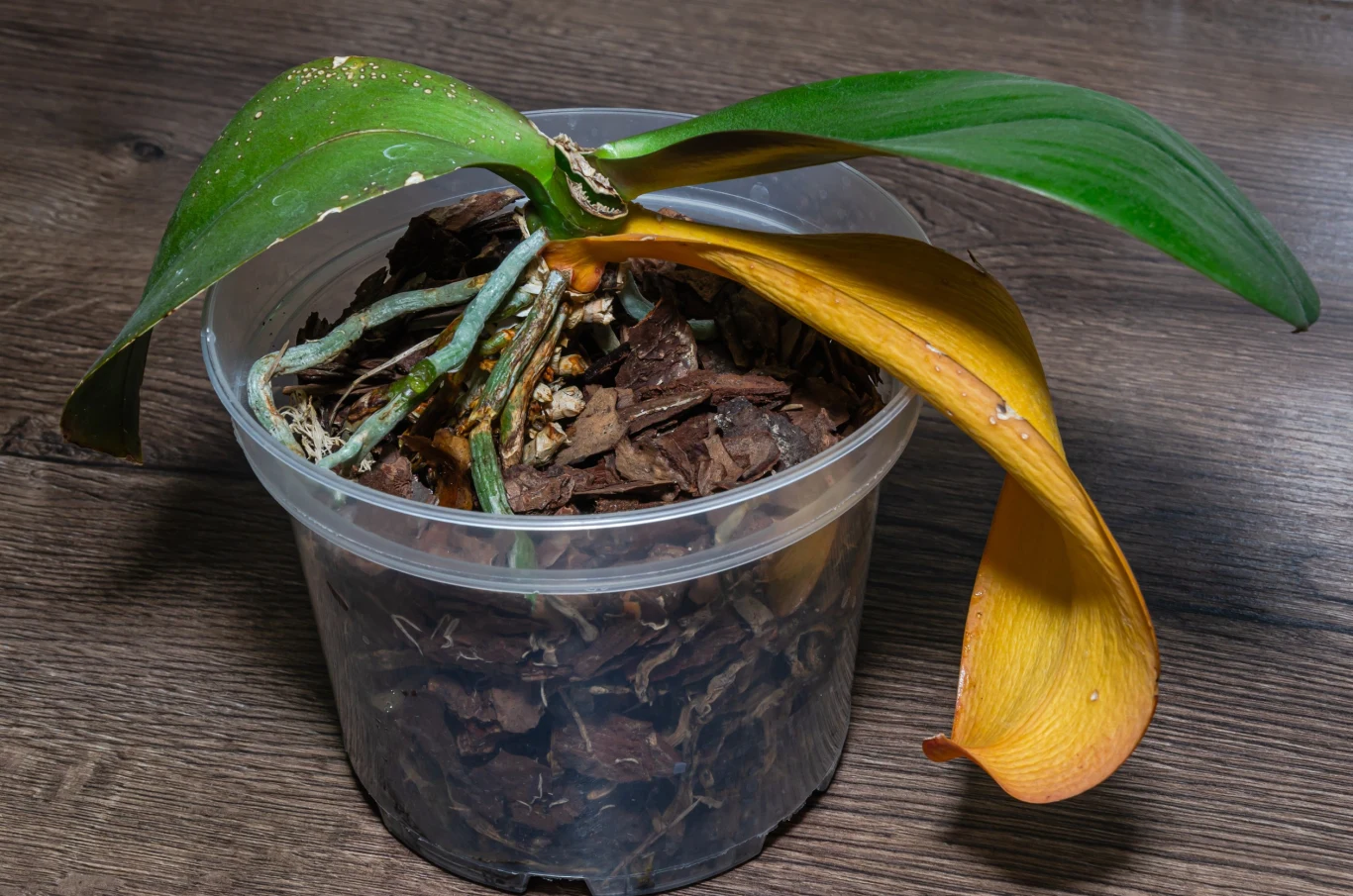 Naturalna odżywka z czosnku ratuje zmarnowanego storczyka i pobudza do kwitnienia.