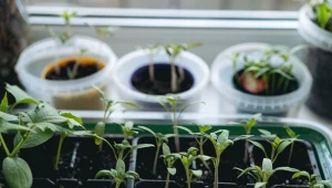 Wióry rogowe idealnie sprawdza się w uprawie pomidorów, na każdym etapie wzrostu.